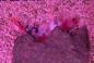 Preview: Pinkband Partnergrundel - Amblyeleotris Aurora Preview: Pinkband Partnergrundel - Amblyeleotris Aurora
